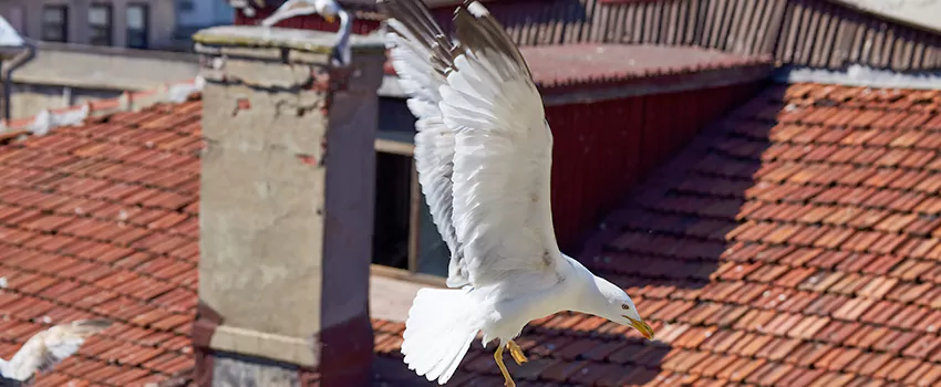 Residential Chimney Animal Removal Solution in Hollister, CA