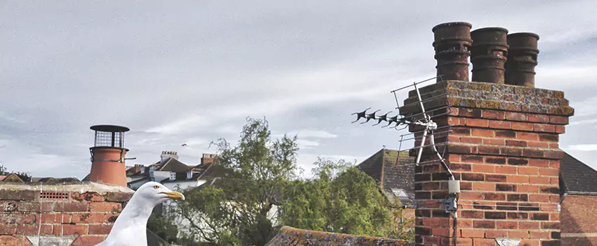 Chimney Cleaning And Restoration in Hollister, California